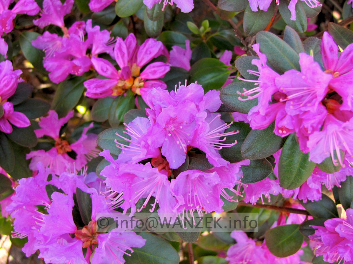 Rhododendron P.J. Mezitt 03.JPG